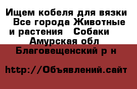 Ищем кобеля для вязки - Все города Животные и растения » Собаки   . Амурская обл.,Благовещенский р-н